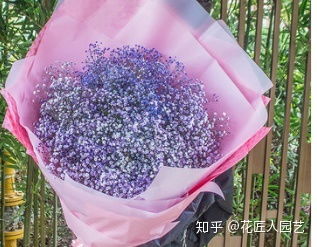  满天星的花语和寓意表--第1张