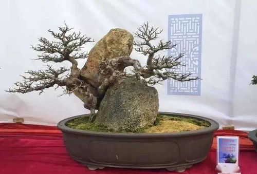  金蜀桧，一段历史的瑰宝--第1张
