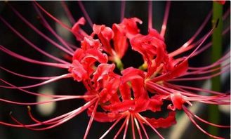  彼岸花的国家保护之谜，探寻其神秘地位--第1张