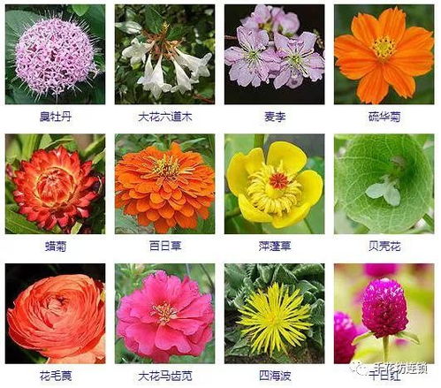  花种大全500种--第1张