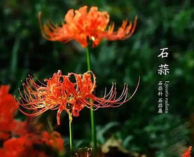  英国的国花是什么--第1张