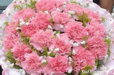  康乃馨的花语是什么，象征了什么，康乃馨的花语是母爱、热情、魅力，象征着一种温馨的母爱和热情，同时也代表着一种高贵和优雅。--第1张