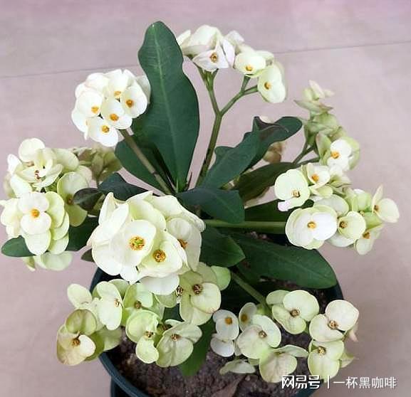 父亲节送什么花比较好，理由是什么，父亲节送向日葵花比较好，因为向日葵花代表阳光和温暖，代表着对父亲的敬爱和感激之情。--第1张