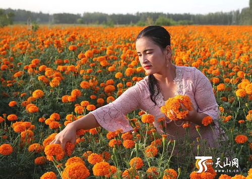  鲜花盛开的山村——一部充满生机与活力的乡村生活剧，鲜花盛开的山村，乡村生活的生机与活力--第1张