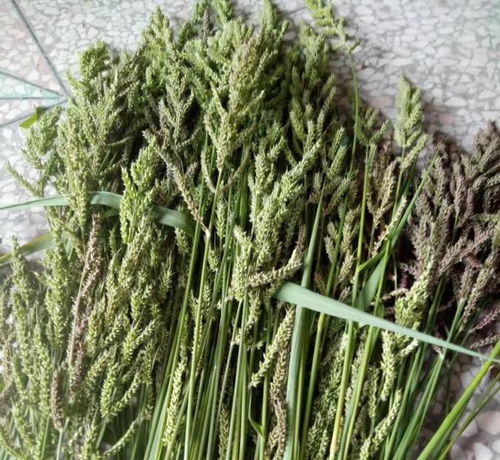  种子的传播途径，种子传播途径，自然传播或人工传播--第1张