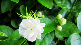  茉莉花的花语--第1张