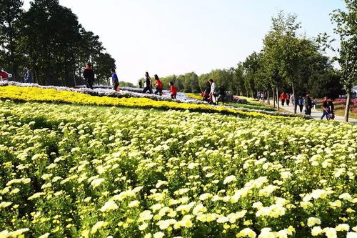  北京国际鲜花港门票，探索花的海洋的秘密之门，北京国际鲜花港，花的海洋之门，探寻门票奥秘--第1张