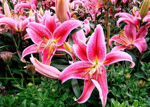  百合花的寓意及象征，百合花的纯净高雅寓意及象征，纯洁、高雅、庄严、成功、百年好合、团结友好、心心相印--第1张