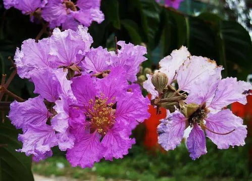  秋冬季开花的花卉有哪些--第1张