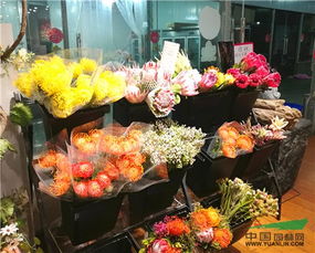  郑州双桥花卉基地花卉批发--第1张