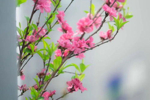  小众又惊艳的花