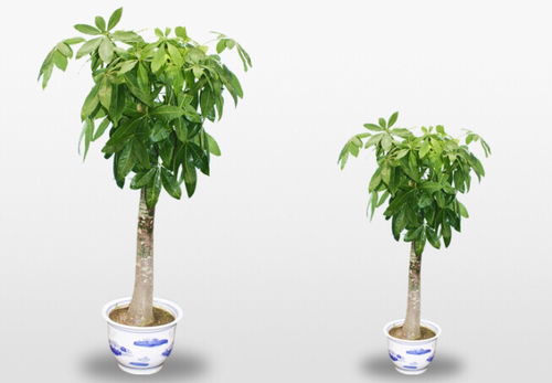  植物介绍大全，世界各地奇特植物大观--第1张