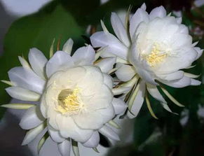  昙花怎么养殖方法和技巧--第1张