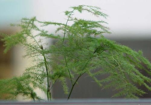  文竹开花有什么寓意，文竹开花寓意着幸福到来、友谊长久。--第1张