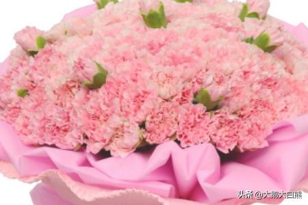  粉色康乃馨花语是什么意思--第1张