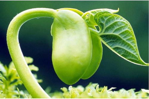  植物传播种子的办法，植物如何传播种子，神奇的种子旅程--第1张