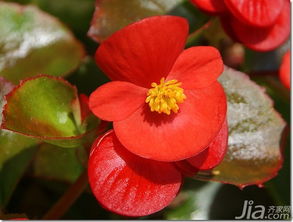  秋海棠的花语，秋海棠的花语包括，思念、断肠、苦恋、热情、离别之痛、柔情似水。--第1张