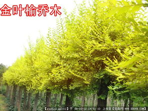  苗木信息网客户端，轻松获取苗木行业信息的必备工具，苗木信息网客户端，轻松掌握苗木行业信息的利器--第1张