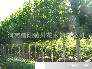  园林绿化树苗价格表，园林绿化树苗价格，不同品种的树苗价格比较--第1张