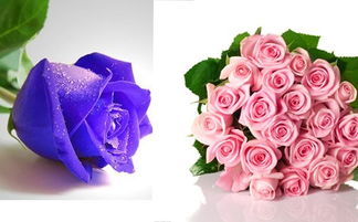  郁金色玫瑰，花语之谜的揭秘，郁金色玫瑰，花语之谜的独特解读--第1张