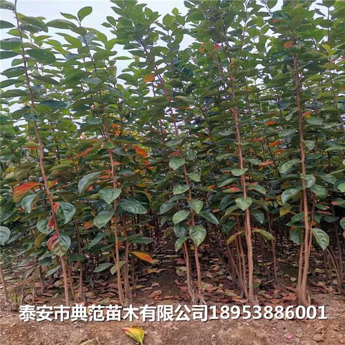  芙蓉树苗多少钱一棵，芙蓉树苗的价格因树苗规格、质量等因素而异，具体价格可咨询当地苗木供应商。--第1张