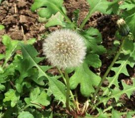  探索风中传播种子的植物世界--第1张