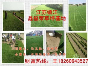  工地紧急求购苗木--第1张