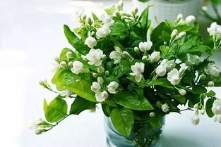  茉莉花的养护知识，茉莉花的养护，茉莉花的养护技巧与注意事项--第1张