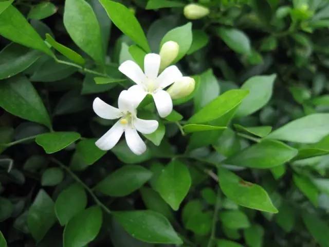  七里香与九里香，两种迷人的花香植物--第1张