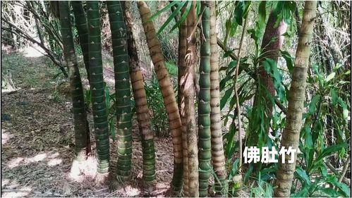  罗汉竹和佛肚竹的区别，罗汉竹与佛肚竹的形态区别--第1张