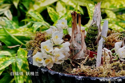  惊艳全球的野生稀有兰花品种——探寻珍稀兰花之美，惊艳全球的野生稀有兰花品种——探寻珍稀兰花之美的奇妙之旅--第1张