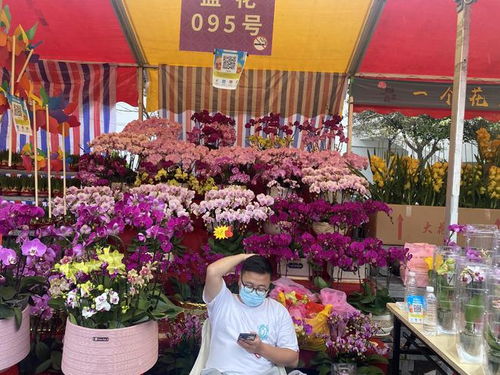  花市网官方网站，花市网官方网站，一站式花卉交易平台，让您的生活更美好！--第1张