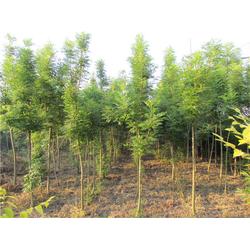  597苗木网最新求购信息地3页，597苗木网最新求购信息 第3页苗木交易热门清单--第1张