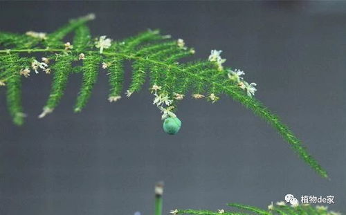  文竹开花预示什么--第1张