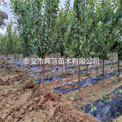  重庆苗木批发基地电话大全，一站式采购指南，重庆苗木批发基地电话大全，一站式采购指南，让你轻松找到优质苗木供应商！--第1张