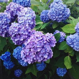  红色绣球花的花语，生命、热烈、永恒的爱--第1张