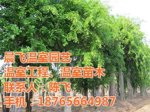  绿化苗木价格一览表--第1张