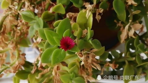  早晨开的花大全--第1张