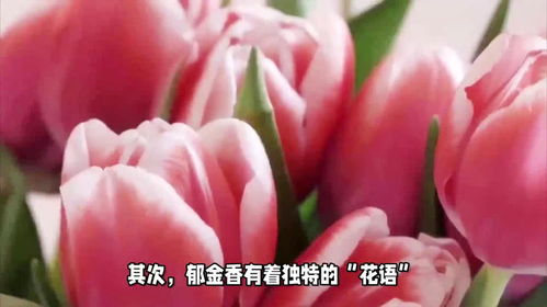  送郁金香给女生代表什么，送郁金香给女生代表爱、慈善、高贵。不同颜色的郁金香有不同的意义，红色郁金香代表热情的爱意；紫色郁金香代表高贵的爱；黄色郁金香代表友谊的幸福，对美好生活的祝福。--第1张