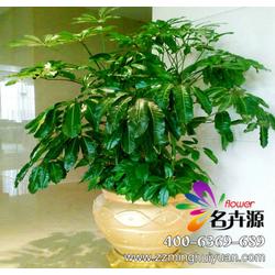  大叶绿植图片大全及花名--第1张