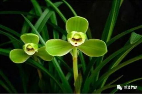  兰花花语象征与寓意，兰花的兰花花语象征与寓意，高洁、典雅、清纯、爱国、爱恋等。--第1张