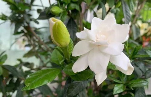  栀子花浇水的正确方法，栀子花浇水的正确方法，栀子花浇水小技巧--第1张