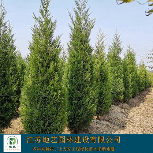 蜀桧简介，蜀桧的养护方法和注意事项--第1张