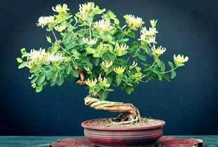  家庭盆景花卉，打造美丽家居的绿色艺术，家庭盆景花卉之美，绿色艺术打造美丽家居--第1张