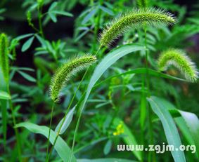  狗尾巴草的花语唯美，狗尾巴草的花语，美好期待、默默守护--第1张