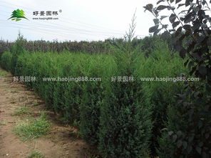  园林绿化苗木造价信息--第1张