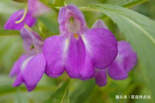  凤仙花的美丽图片，自然界的奇迹与魅力，凤仙花的美丽奇迹，自然界的魅力与惊艳图片--第1张