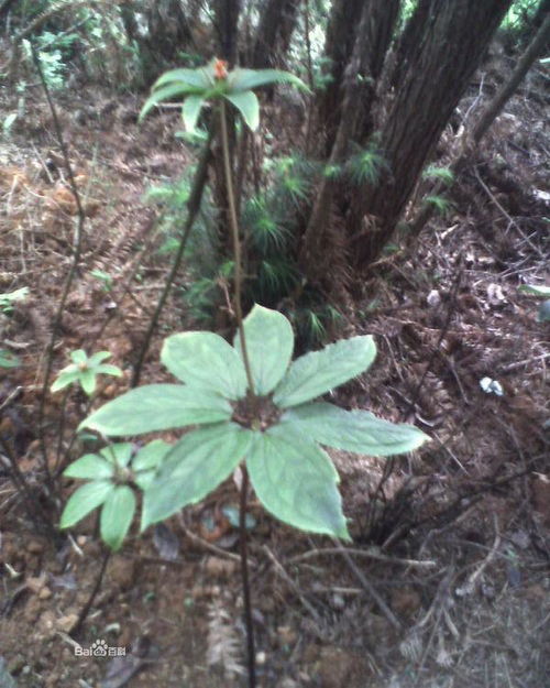  七叶一枝花图片，神秘植物的美丽与神奇，七叶一枝花的神秘之美，美丽与神奇的植物传奇--第1张