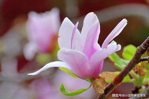  木兰花古诗--第1张