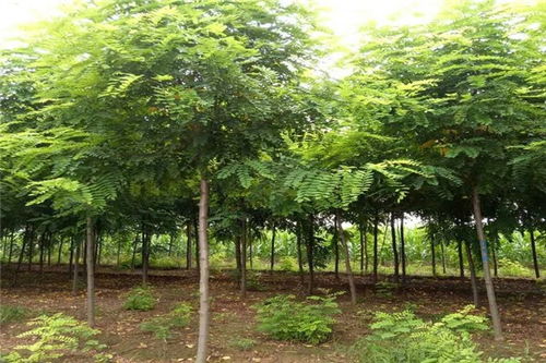 香花槐价格表--第1张 香花槐价格表--第1张